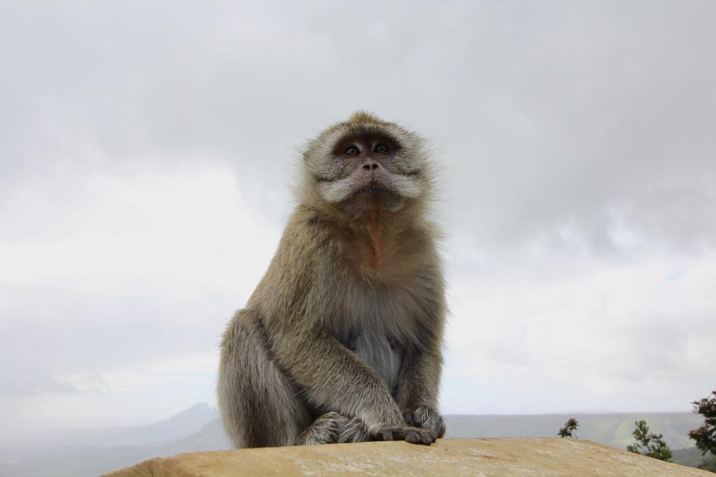monkey, mauritius, nature