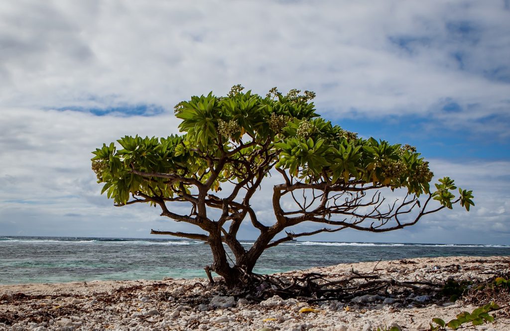 lone tree, tree on beach, small tree
