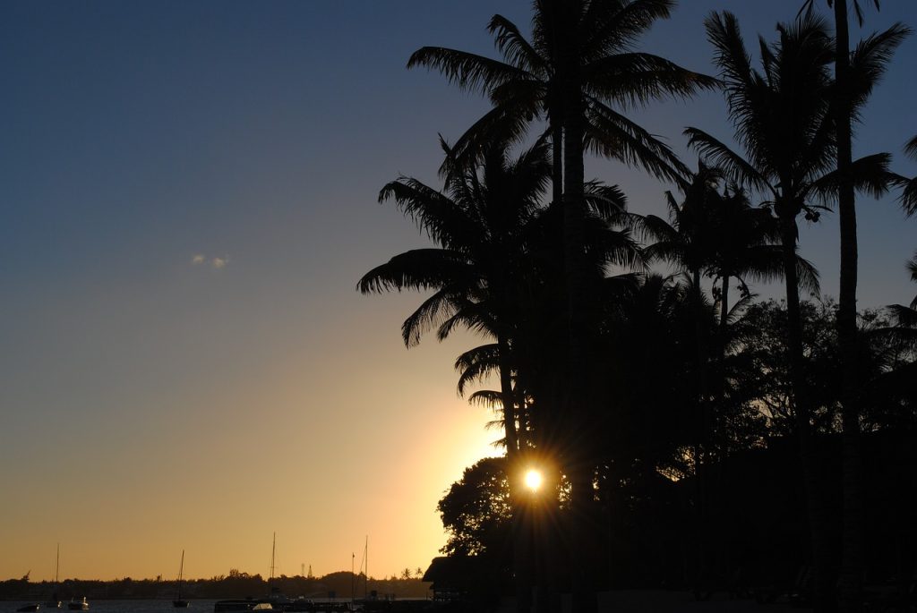 sunset, vacations, palm trees