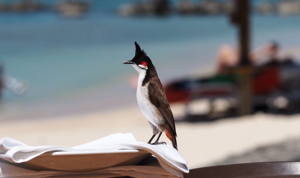 bird, beak, feathers