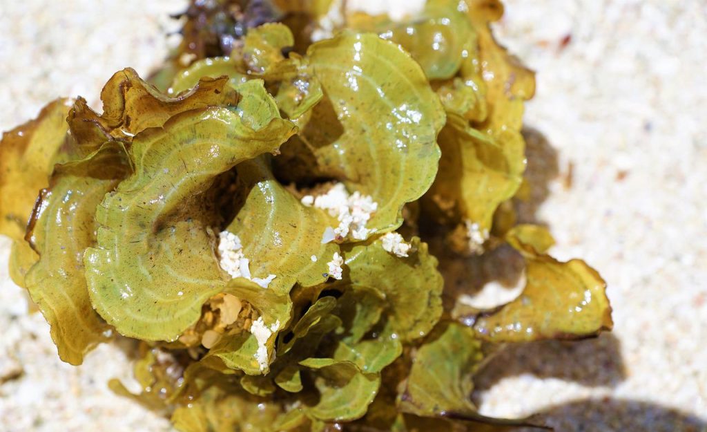 algae, sea, water
