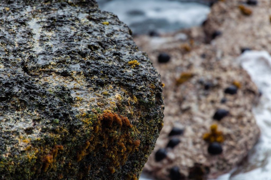 wet rocks, coast, mauritius