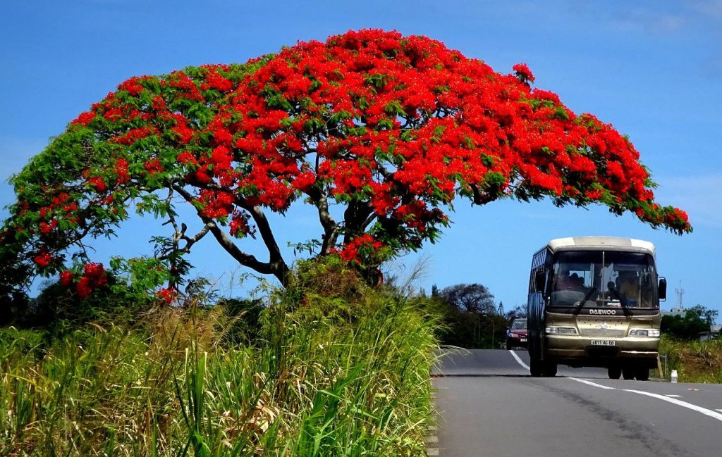 flamboyant, fauna, mauritius