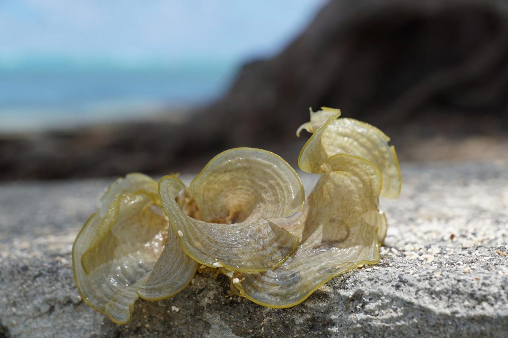 algae, sea, water