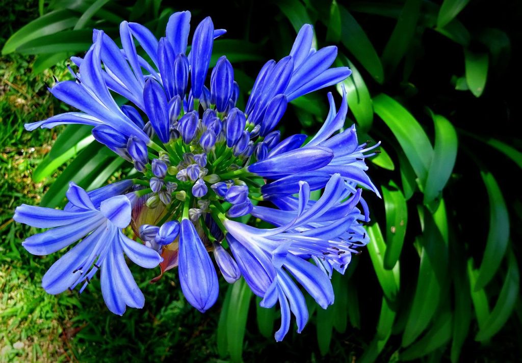 blossoms, flower, blue