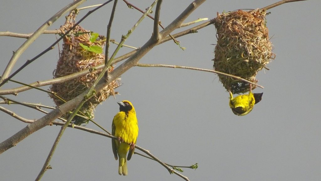weaver bird, nest builders, wildlife