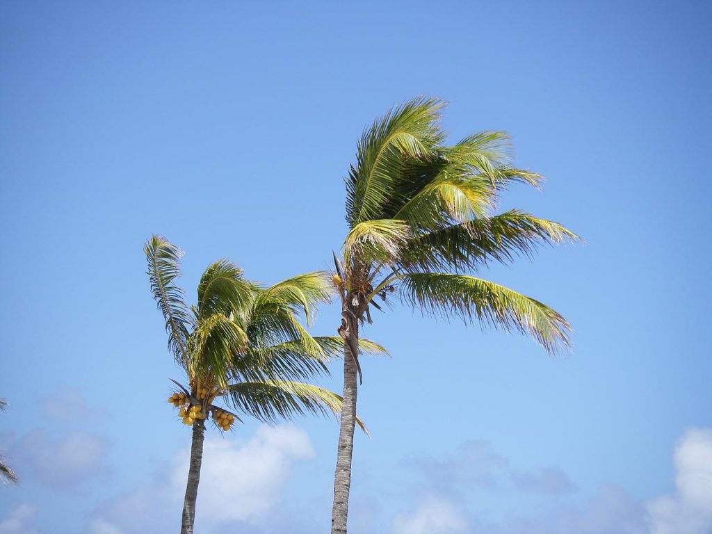 palm trees, beach, mauritius