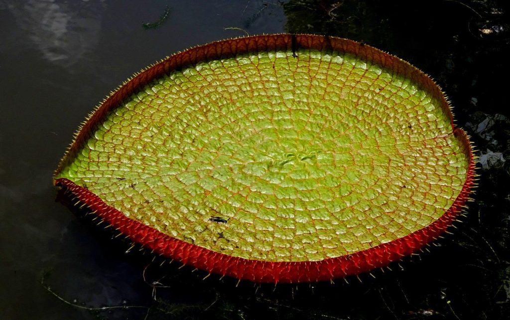 aquatic plants, nature park, water