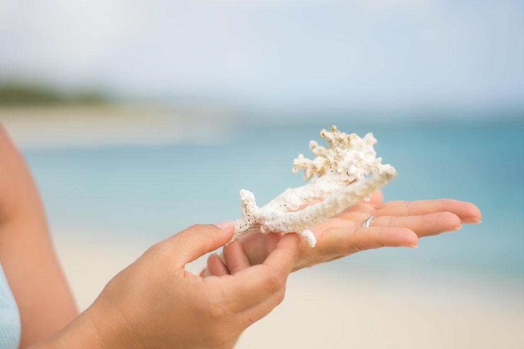 coral, hand, sea
