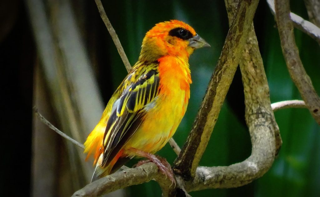 bird, weaver bird, mauritius