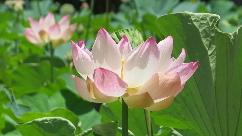 nature, flower, mauritius